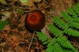 Cortinarius evernius image