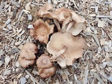 Gymnopus luxurians image