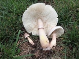 Leucoagaricus americanus image