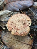 Suillus lakei image