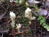 Clavulina coralloides image