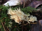 Clavulina coralloides image