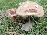 Tylopilus rubrobrunneus image