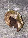 Bovista plumbea image