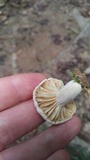 Lactarius subplinthogalus image