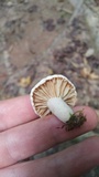 Lactarius subplinthogalus image