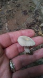 Lactarius subplinthogalus image