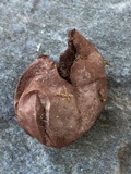 Bovista plumbea image