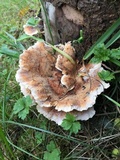 Abortiporus biennis image