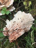 Abortiporus biennis image