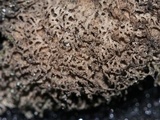 Umbilicaria muehlenbergii image