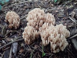 Ramaria stricta image