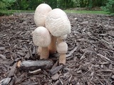 Leucoagaricus americanus image