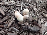 Leucoagaricus americanus image