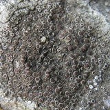 Lecanora campestris image