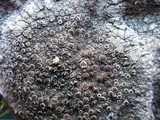 Lecanora campestris image