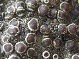 Lecanora campestris image