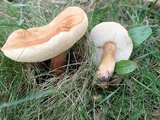 Gyroporus castaneus image