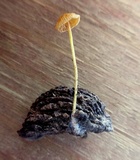 Mycena crocea image