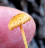 Mycena crocea image