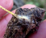 Mycena crocea image