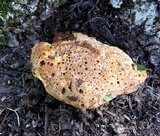 Inonotus dryadeus image