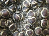 Lecanora campestris image