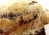 Inonotus dryadeus image