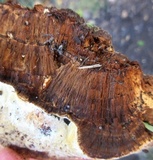 Inonotus dryadeus image