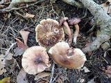 Tricholoma pessundatum image