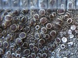 Lecanora campestris image