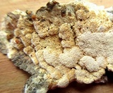 Schizopora paradoxa image