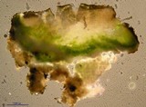 Lecanora campestris image