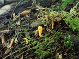 Clavulinopsis laeticolor image