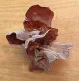 Auricularia angiospermarum image