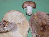 Russula cyanoxantha image