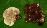 Phellodon fuligineoalbus image