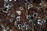 Myrothecium inundatum image