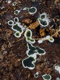 Myrothecium inundatum image