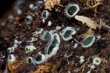 Myrothecium inundatum image