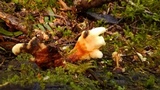 Laetiporus conifericola image