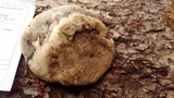 Fomitopsis officinalis image