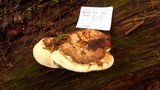 Fomitopsis ochracea image