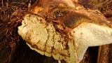 Fomitopsis ochracea image