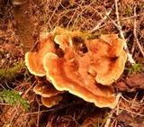 Bondarzewia occidentalis image