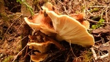 Bondarzewia occidentalis image