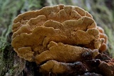 Pycnoporellus fulgens image