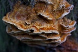 Pycnoporellus fulgens image