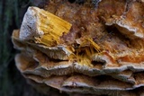 Pycnoporellus fulgens image