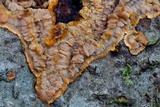 Phlebia radiata image